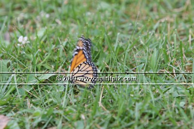 IMG_8006.JPG